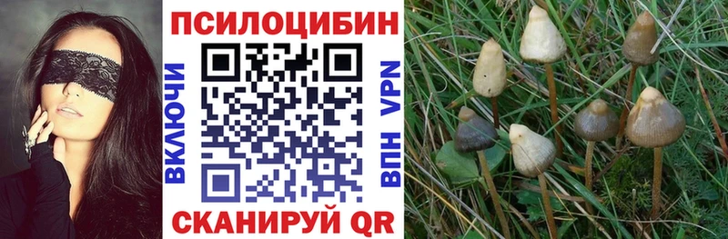 закладки Козловка Галлюциногенные грибы прущие грибы